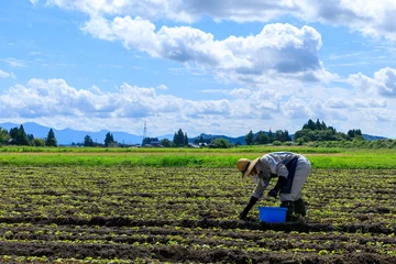 Foto op Canvas 畑で農作業をしている男性　農家　農業 © amosfal