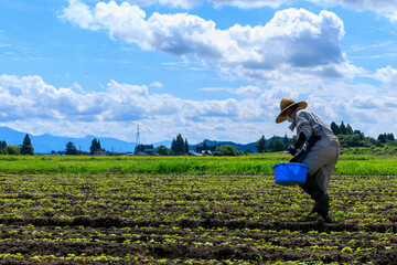 畑で農作業をしている男性　農家　農業