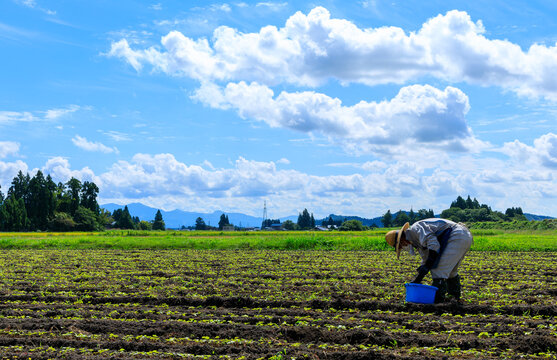 畑で農作業をしている男性　農家　農業　田舎の田園風景