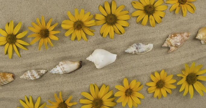 Rotation of lines of daisies and seashells lying on lines made of sand.
