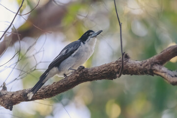 Australian Grey Butcherbird resting on branch