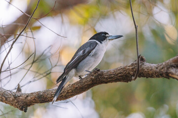 Australian Grey Butcherbird resting on branch