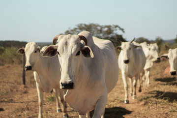 Fototapeta premium cows in a field