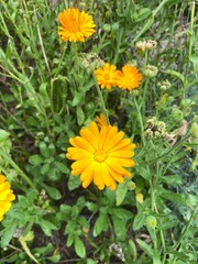 yellow flowers in the garden