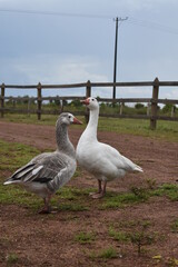 ganso y su pareja 