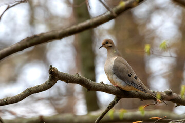 The mourning dove (Zenaida macroura) also known as the American mourning dove, the rain dove, and colloquially as the turtle dove, and was once known as the Carolina pigeon and Carolina turtledove