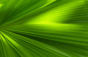 Abstract green leaf texture, nature background, space for text, closeup nature view of green leaf.