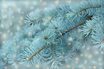 Naklejka na ściany i meble Blue spruce branches with refracted light effects.