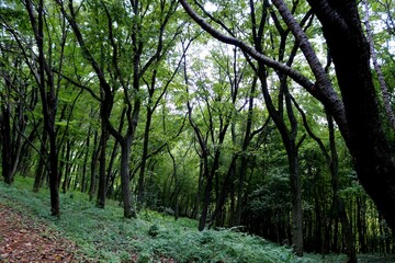 Obraz premium 秋の森 風景