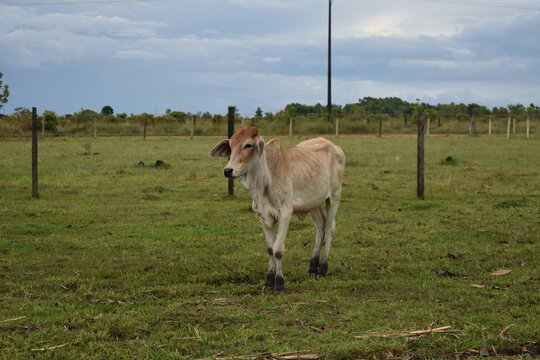 ternerito 