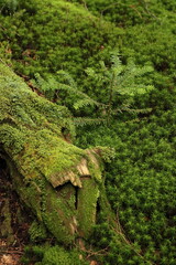 コケが一面に覆われた地面と木