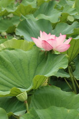 日本の蓮池にさくピンクの蓮の花