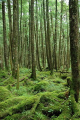Fototapeta na wymiar 神秘的な苔の生えた森林