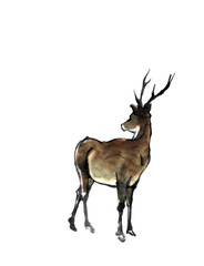 水墨画技法で描かれたふりむく鹿