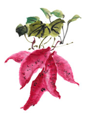 水墨画技法で描かれた収穫さつまいも