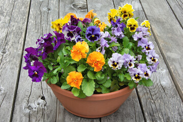 Closeup of flower planter containing colorful arrangement of multicolored pansy blossoms set...