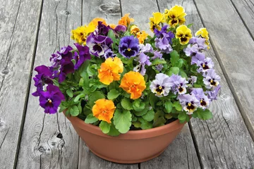  Closeup of flower planter containing colorful arrangement of multicolored pansy blossoms set against a background of weathered grey boards. © Jerrry G