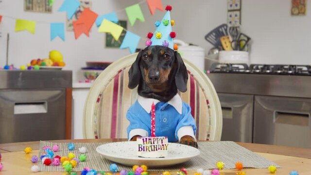 Lovely dachshund puppy in blue shirt and festive hat tries a birthday cake during anniversary party, and he doesn't like it, front view. Room decorated for celebration.