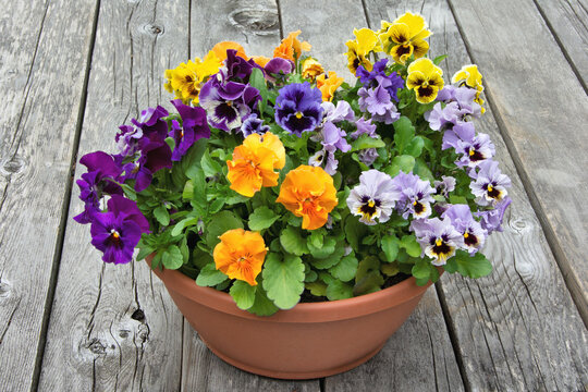 Closeup of flower planter containing colorful arrangement of multicolored pansy blossoms set against a background of weathered grey boards.