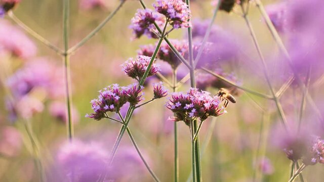 4k slow motion of honey bee insect on purple Verbena flower outdoor in the sunny nature field