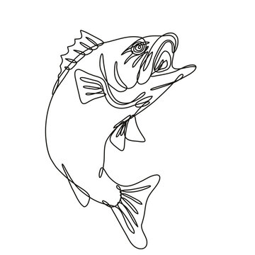 Continuous line drawing illustration of a largemouth bass jumping up done in mono line or doodle style in black and white on isolated background. 