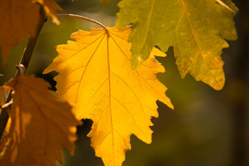 yellow autumn leaf lit by the sun on a branch at noon