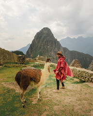 Lama in the mountains in Peru - obrazy, fototapety, plakaty