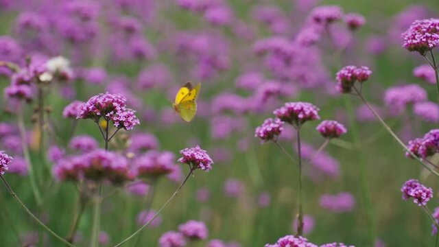 close up slow motion of one white butterfly feeding on flower in the nature meadow