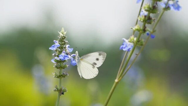 close up slow motion of one white butterfly feeding on flower in the nature meadow