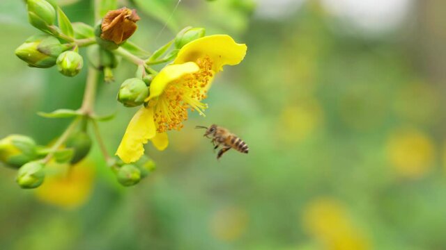 4k slow motion close up of honey bee insect flying on yellow flower outdoor in the nature field