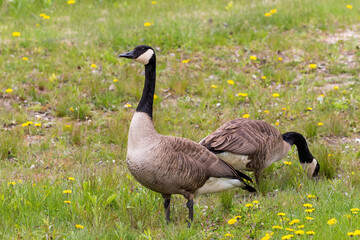 Canada goose ( Branta canadensis ) on the river bank. Nature scene from Wisconsin