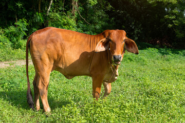 Cow on a green meadow Pasture for cattle, Cow in the countryside outdoors, Cows graze on a green summer meadow in Thailand,  Rural landscapes with cows on summer pasture.