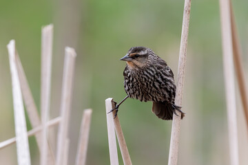 The red-winged blackbird (Agelaius phoeniceus),female on the marsh