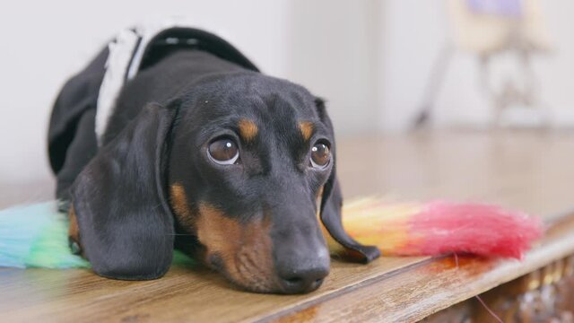 Lovely tired dachshund puppy in maid uniform with feather duster for cleaning is lying on wooden surface, resting after hard day. Free time of service staff. Lazy dog is shirking from work.