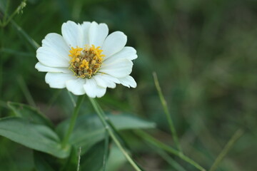 Fototapeta premium dazzling little white flower
