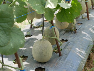 Selective focus fresh japanese green melon fruit in farm.