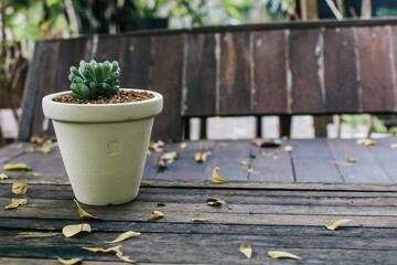 Cactus in clay pots on the wooden table background with copy space. Concept of home garden.