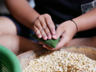 An Indonesian person packing soybeans to banana leaves, javanese traditional tempeh preparation. Wrapping soybeans for fermentation.