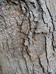 texture bark of a tree