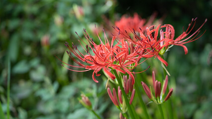 日本に咲く彼岸花。