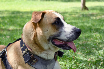 adopted dog, dog day, happy and smiling dog, happy and smiling dog