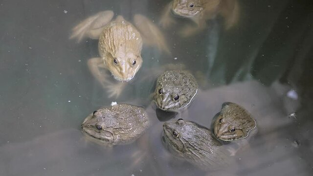 close up of group toads or frogs in water 