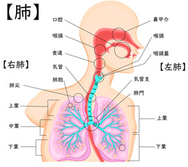 気管　イラスト