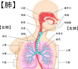 気管　イラスト