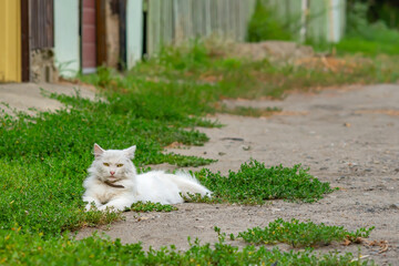 a domestic beautiful, calm white fluffy cat with a collar lies near the fence of the house of its yard on the green grass by the road and warily watches