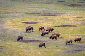 2021-05-10 HERD OF BUFFALO GRAZING IN YELLOWSTONE NATIONAL PARK