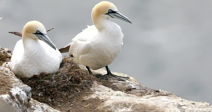 Colony of Northern Gannets sunbathing Faroe Island. The Northern Gannet (Morus bassanus) is a seabird and is the largest member of the gannet family, Sulidae. High quality 4k footage