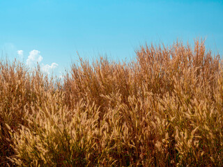 Fototapeta premium Scenic of natural brown grass flower blowing with the wind in grass field on blue sky background in summer.
