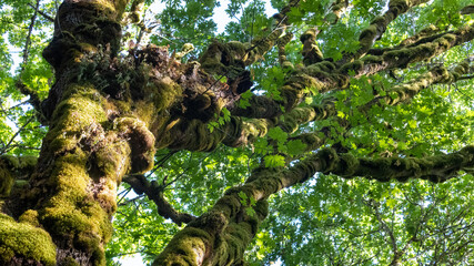 tall old maple trees covered in moss