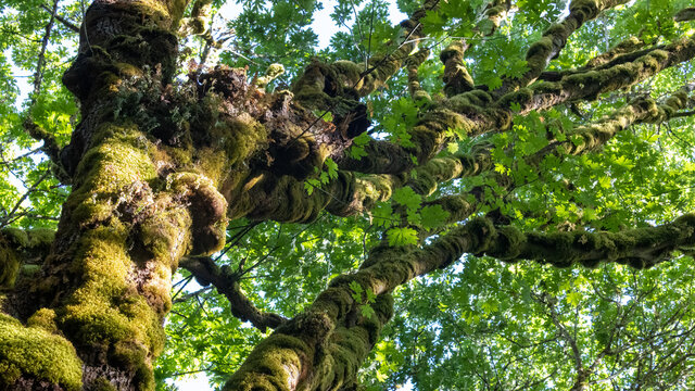 tall old maple trees covered in moss